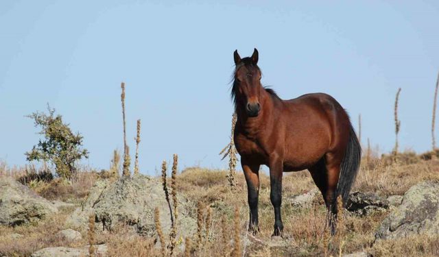 Bulutların dansı ve yılkı atları dron ile görüntülendi