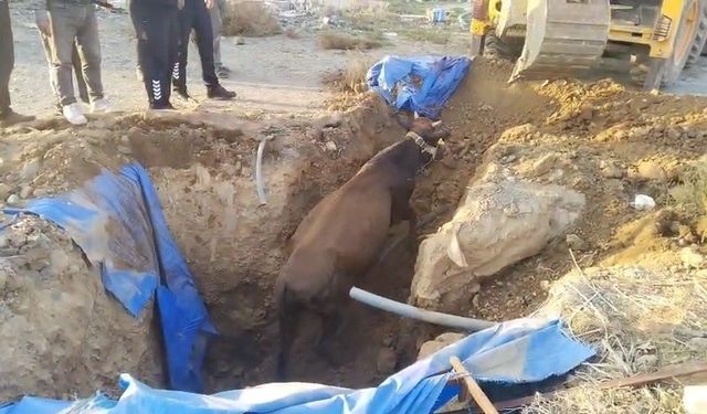 Çukura düşen büyükbaşı itfaiye kurtardı