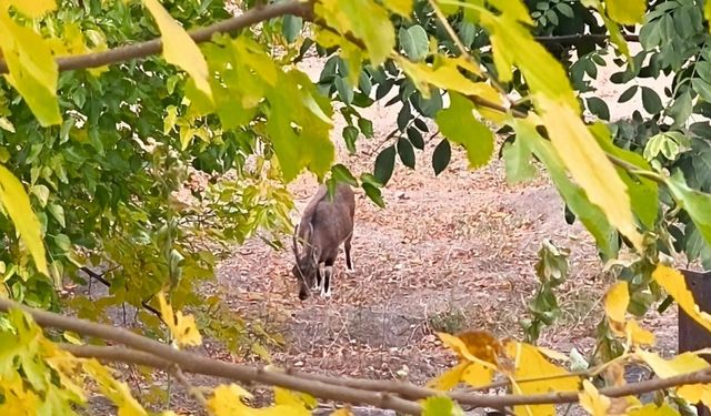 Dağ keçileri sonbahara renk kattı: Tunceli’de görsel şölen