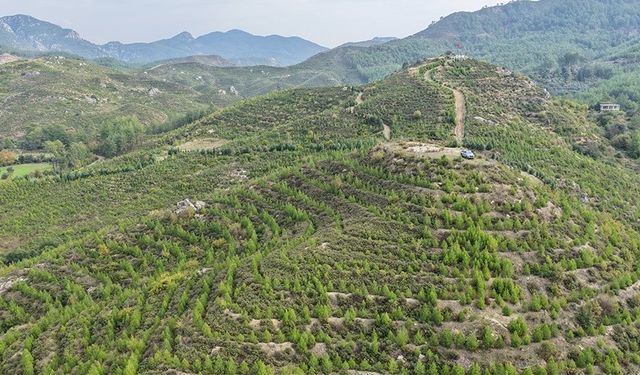 Dalaman’da 6 yıl önce dikilen fidanlar ormana dönüştü