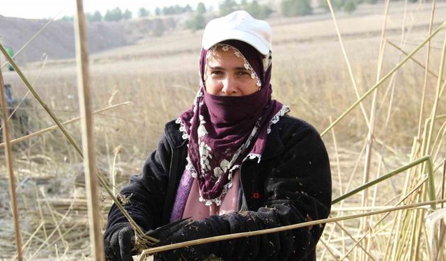 Deneme amaçlı ekilen kenevirde ilk hasat yapıldı: Çiftçiler için önemli bir gelir kapısı olabilir