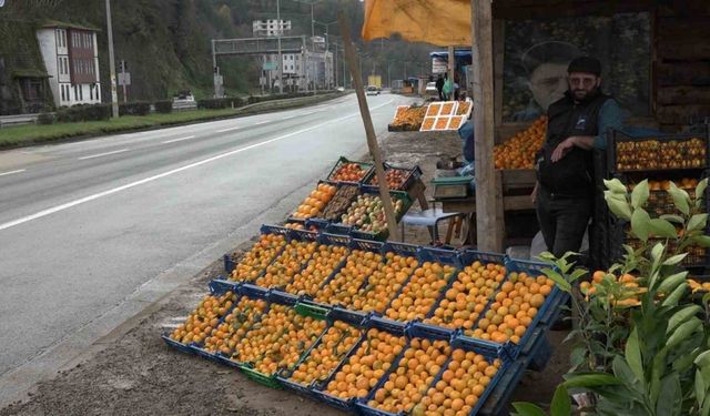 Derepazarı mandalinasında hasat başladı