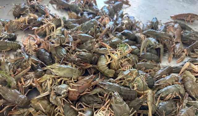 Eğirdir Gölü’nde Kerevit av yasağı başladı