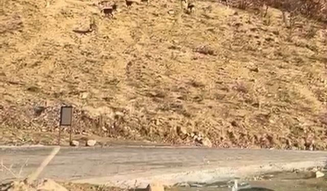 Elazığ'da nesli tükenme tehdidi altında olan dağ keçileri görüldü