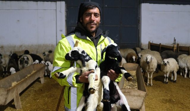 Erzincan’da yılın ilk kuzuları doğdu: Üreticilerin umudu tazelendi