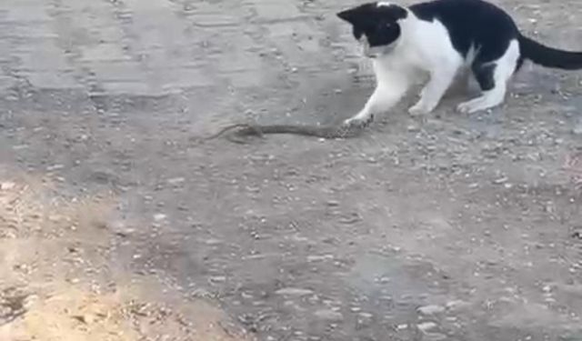 Fareyle oynar gibi yılanla oynadı, ağzıyla kapıp uzaklaştı