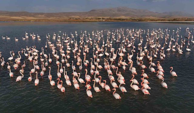 Flamingolar, Erçek Gölü'ndeki konaklama süresini uzattı