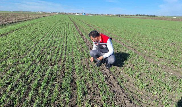 Hububat tarlalarında 'ekin kambur böceği' tehlikesi