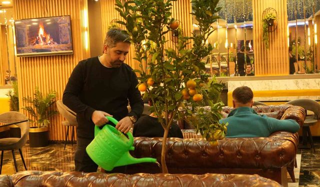 Kafede mandalina yetiştiriyor, müşterilerle paylaşıyor