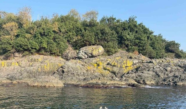 Kasımda deniz keyfi: Giresun Valisi Serdengeçti, adada yüzdü