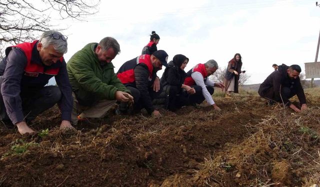 Kastamonu’da kadınlara güç veren proje: 38 bin fide dağıtımı yapıldı