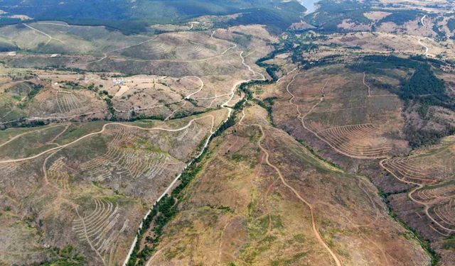 Kastamonu’da küle dönen bin 256 hektarlık orman yeniden ağaçlandırılıyor