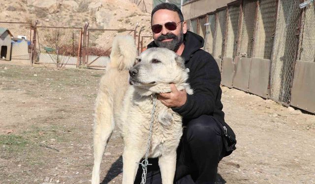 Kurtlar yerleşim yerlerine dadandı, uzmanı 'Doğa insanı uyarıyor' dedi