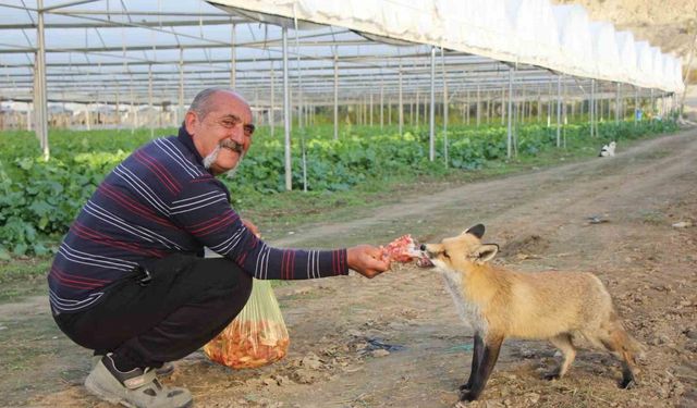 Küs olan kardeşlerin tilki rekabeti: Ağabey mangal partisi yapıyor, kardeşi pastayla besliyor