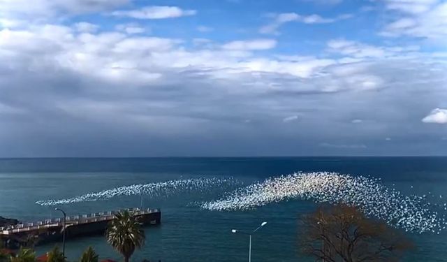 Martıların deniz üstündeki dansı izleyenleri hayran bıraktı