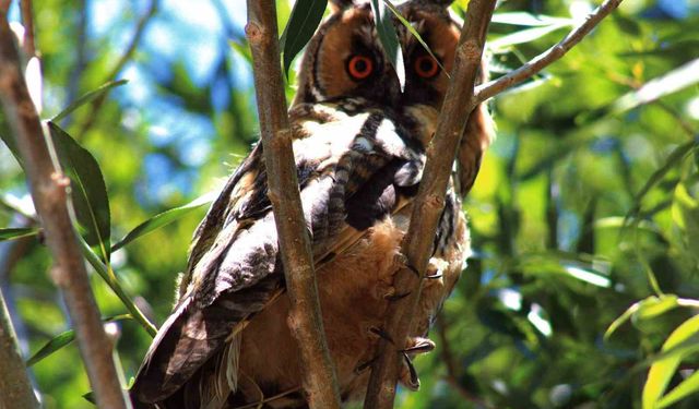 Özalp'te kulaklı orman baykuşu görüntülendi