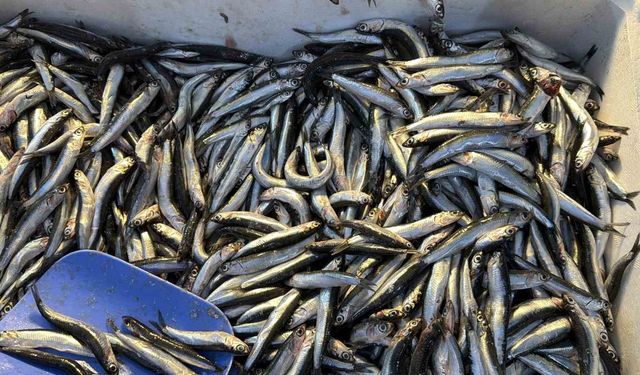 Palamut Gürcistan'a kaçınca tezgahlar hamsiyle doldu