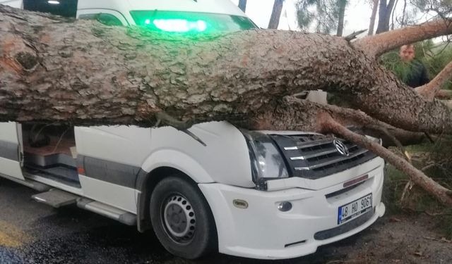 Seyir halindeki minibüsün üstüne ağaç devrildi
