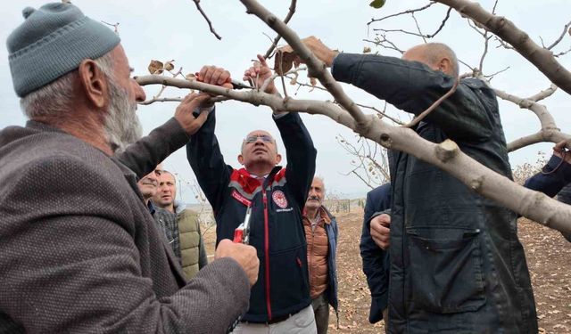 Siirt’te fıstık üreticilerine teorik ve pratik ‘budama’ ile ‘gübreleme’ eğitimi