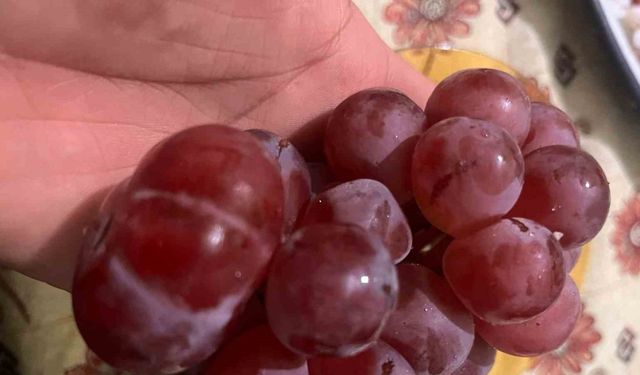 Sıra dışı üzüm tanesi görenleri hayrete düşürdü