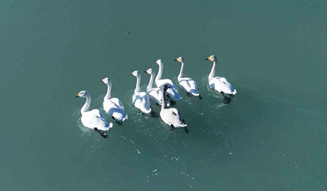 Süphan Dağı manzarasında kuğu dansı