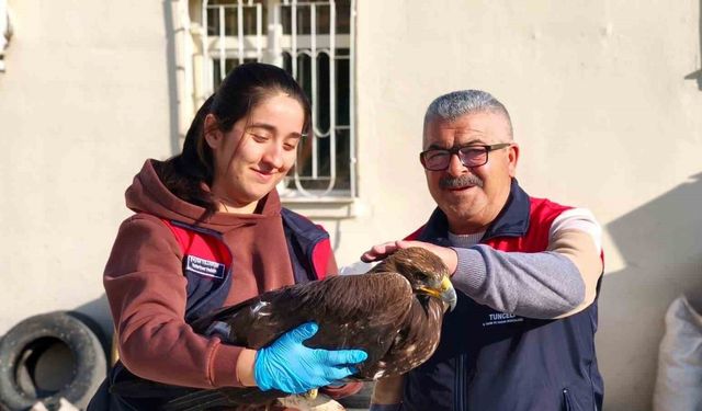 Tunceli’de yaralı halde bulunan kartal, tedavi altına alındı