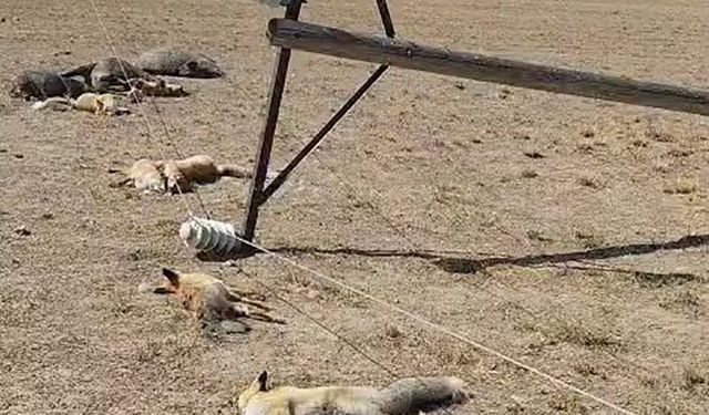 Van'da korkunç manzara: Düşen enerji hattı yaban hayvanlarını öldürdü