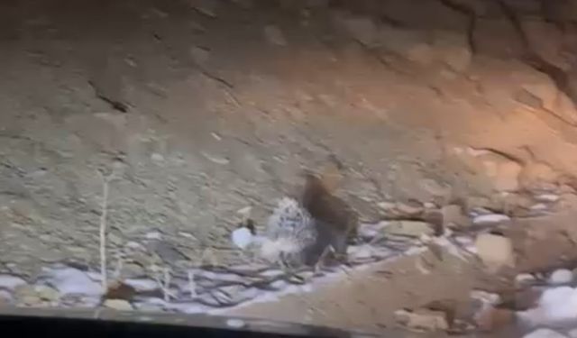 Yüksekova’da Hint oklu kirpi görüntülendi