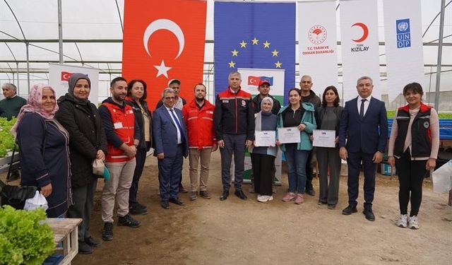 Adana'da topraksız marul yetiştiriciliği başladı