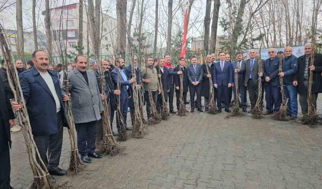 Adilcevaz'da 12 bin aşılı ceviz fidanı dağıtıldı