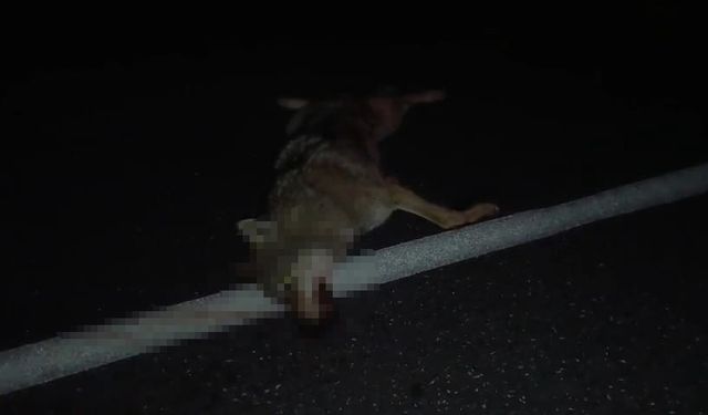 Adilcevaz'da araçların çarptığı kurt telef oldu