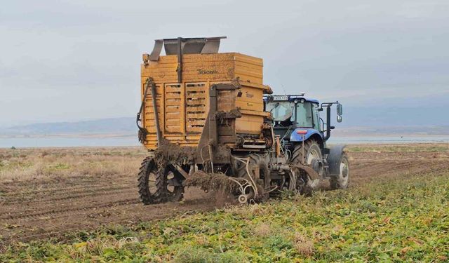 Adilcevaz'da pancar sökümü hızla devam ediyor