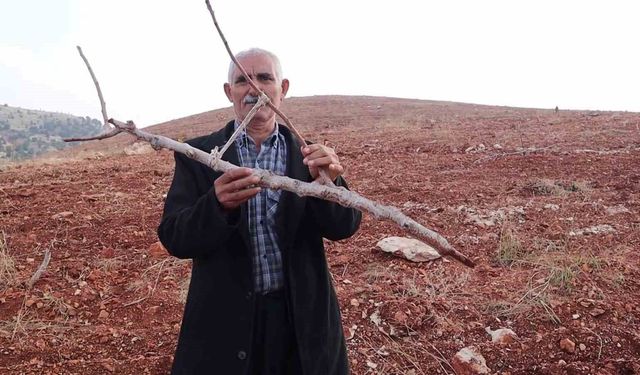 Adıyaman'da 10 bin ağaç kırılarak yok edildi