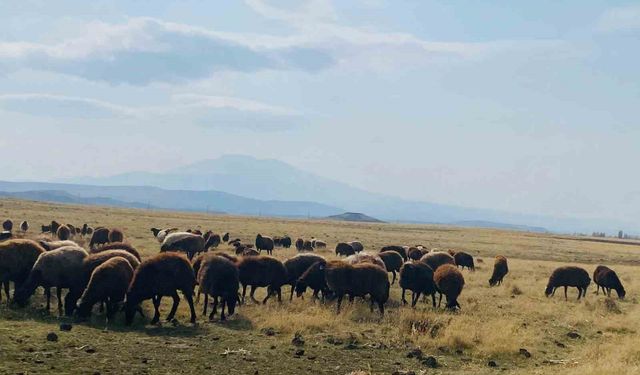 Ağrı'da ılıman iklim kış besicilerin yüzünü güldürdü