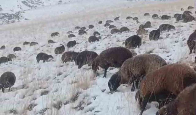 Ağrı'da kar ve tipi hayatı durdurdu