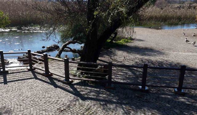 Akyaka Kadın Azmağında doğal dokuyu koruyan çalışma tamamlandı