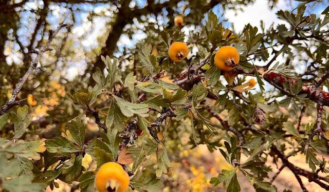 Alıç meyvesine vatandaşlar ilgi gösteriyor