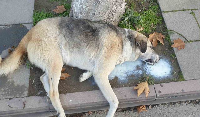 Amasya'da şehrin göbeğinde köpek ve kediler ölü bulundu