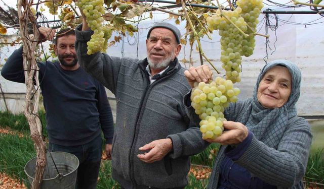 Amasyalı Feruziye nine serada kışın üzüm yetiştirip satıyor