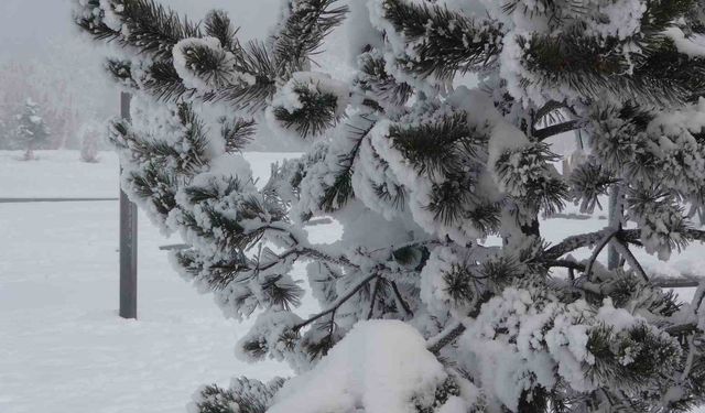 Ardahan'da dondurucu soğuklar etkisini artırdı: Ağaçlar kırağı tuttu