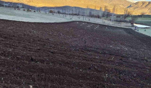 Arpalar kar yağmadan toprakla buluşuyor