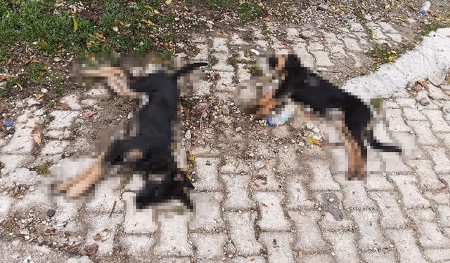 Art arda yaşanan köpek ölümleri sonrası muhtardan Yalvaç Belediyesi'ne tepki