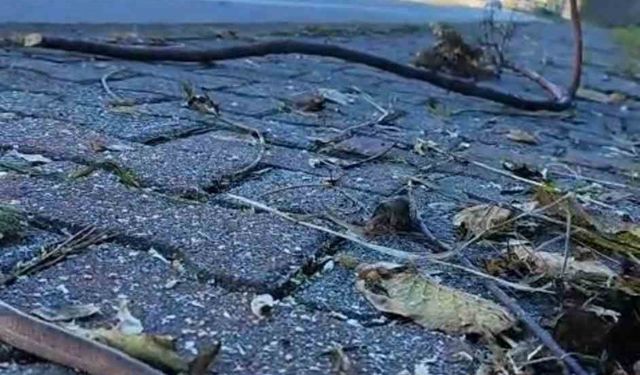 Artvin'in ardından Trabzon'da da yılanlar kış uykusuna yatmadı