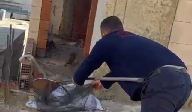 Asansör boşluğunda mahsur kalan kedi için itfaiye seferber oldu