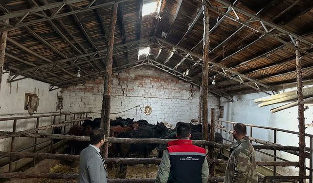 Aydıntepe'de hayvancılığa destek projesinde ilk hayvan teslimi yapıldı