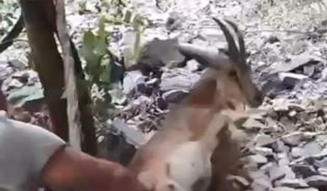Bahçede uyuyakalan yaban keçisini 'Kalk kızım' diyerek uyandırdı