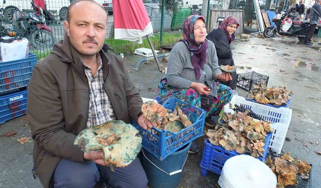 Balıkesir'de yağmur yağdı, mantar fışkırdı