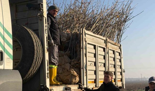 Bandırma'nın 55'inci kırsal mahallesinde 350 ağaç toprakla buluştu