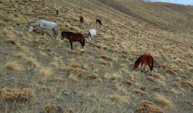 Başıboş bırakılan at ve eşekler hem trafiği hem yaban hayatını tehdit ediyor
