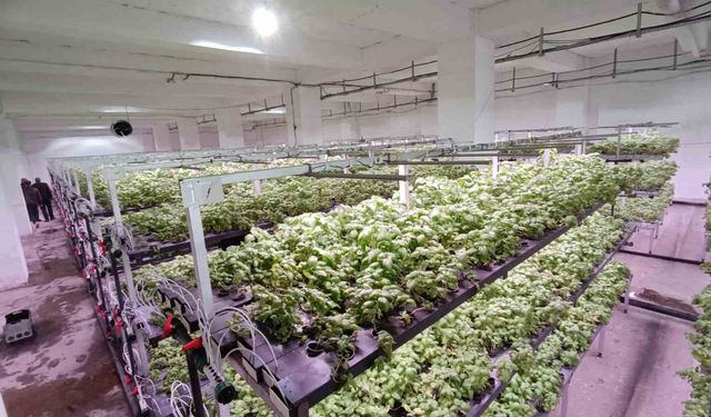 Batman'a eksi birinci katta 30 milyonluk 'dikey tarım' yatırımı